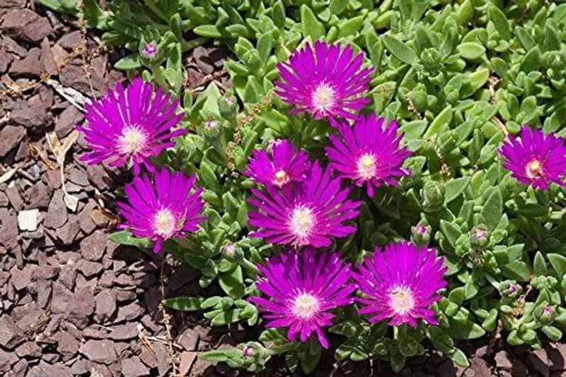 CYBEXIS STARDUST ICE PLANT Mesembryanthemum Delosperma Seed  (1 g)