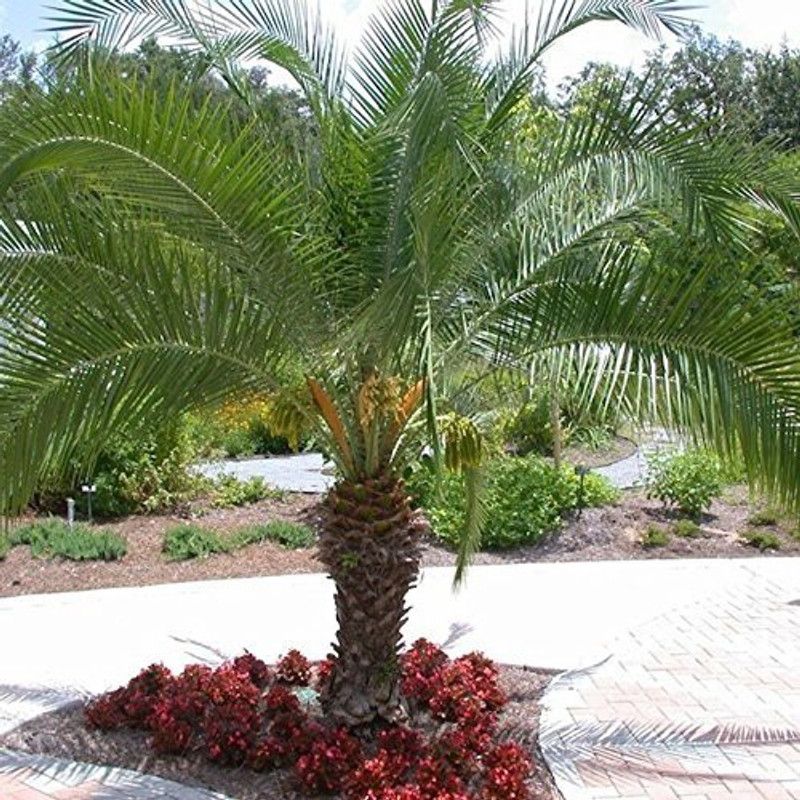 Dream mall Phoneix Palm Plant  (Hybrid, Pack of 1)
