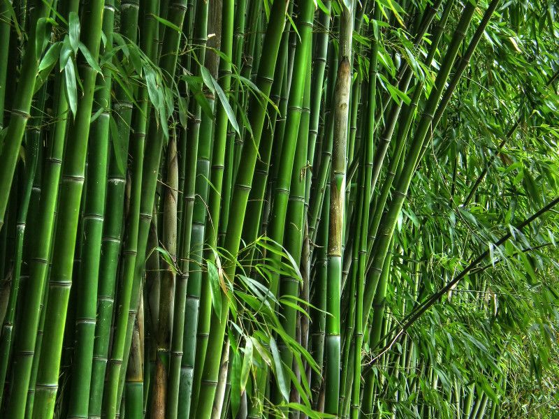 XOLDA Exotic bamboo Seed  (31 per packet)