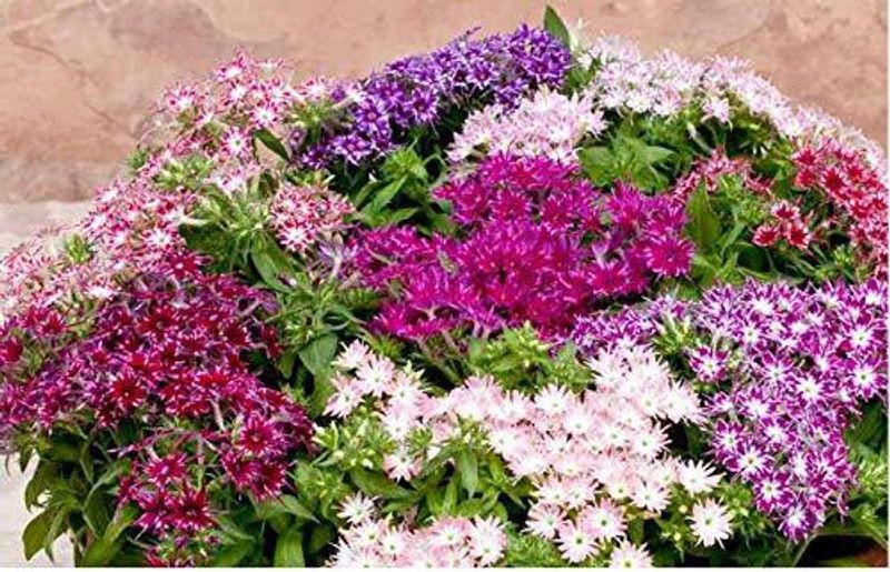Mozette Phox twinkle Flower Seed  (32 per packet)