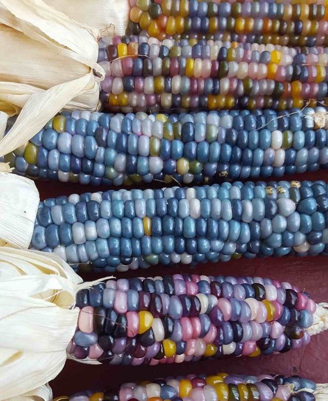 WILLVINE XL-803 Blue Ornamental Corn Seeds Seed  (500 per packet)