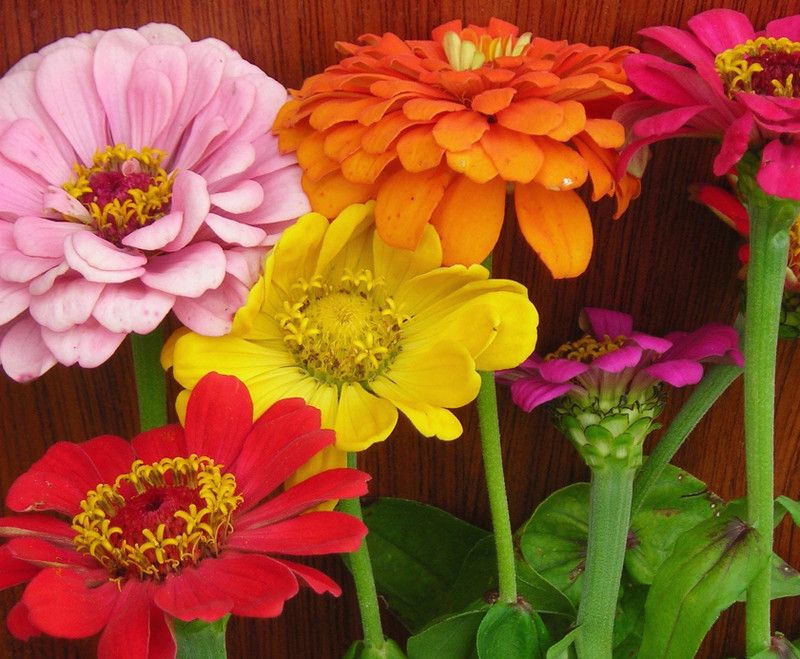 Paudha Zinnia Seed  (22 per packet)