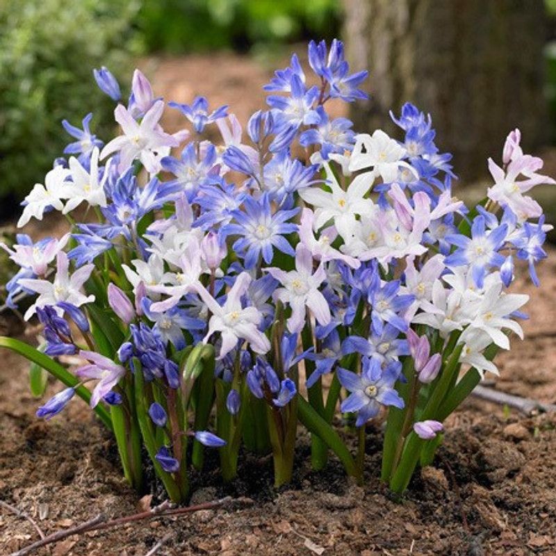 zabbus Chionodoxa Mixed Flower Bulbs Imported Flower for Winter Season Seed Seed  (40 per packet)