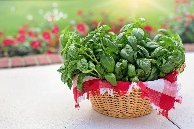 XEFRA Sweet Italian Basil Seed  (70 per packet)