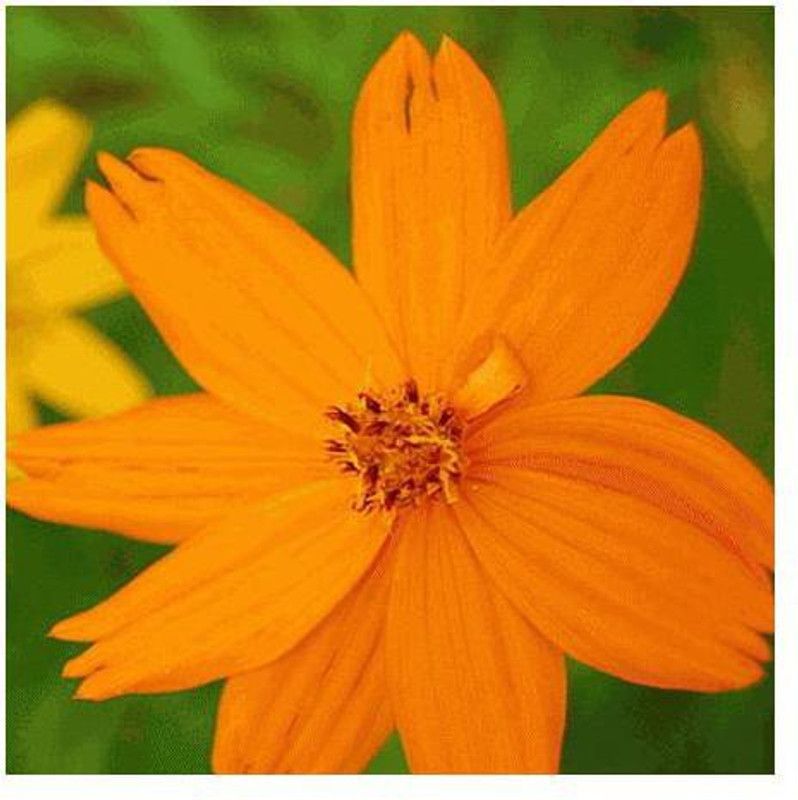 Paudha COSMOS Seed  (25 per packet)