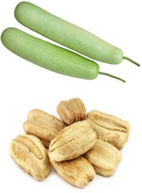 PREMIER PLANTS Loki Seeds( 40 Seeds ) Seed  (40 per packet)