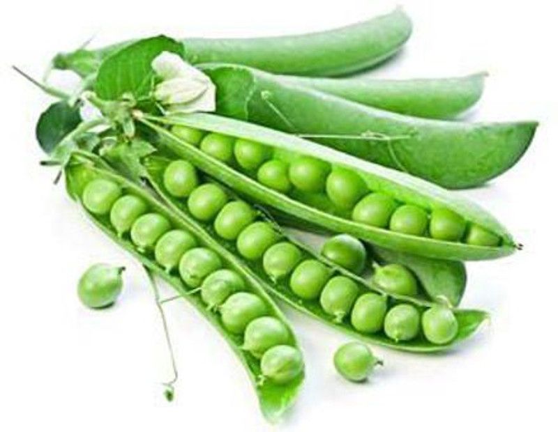 KANAYA Pea Seed  (20 per packet)