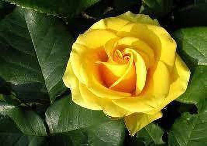 Oxygreenplant Rose Plant  (Hybrid, Pack of 1)
