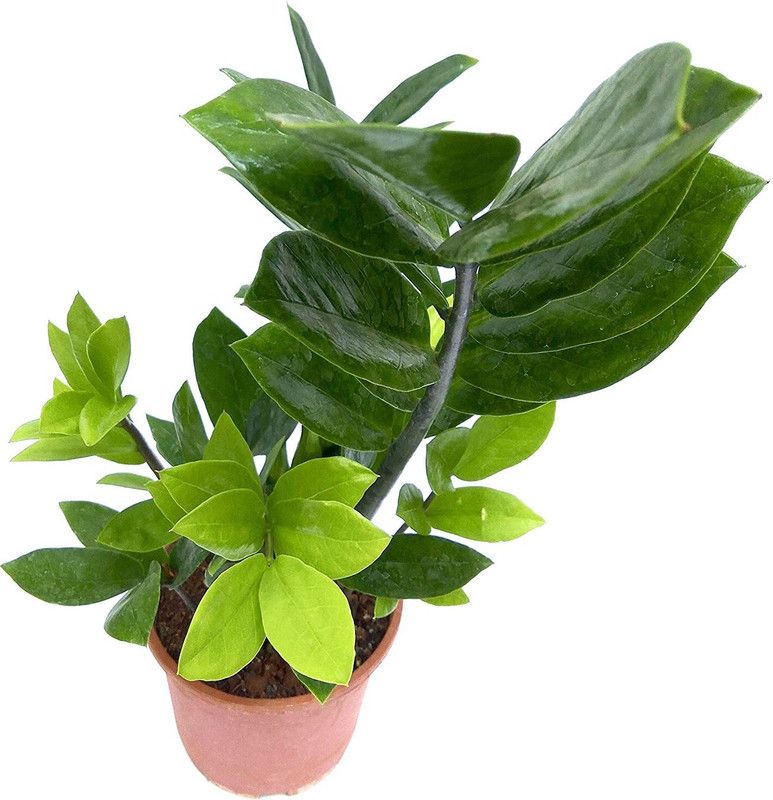 Vibrant Green ZZ Plant  (Pack of 1)