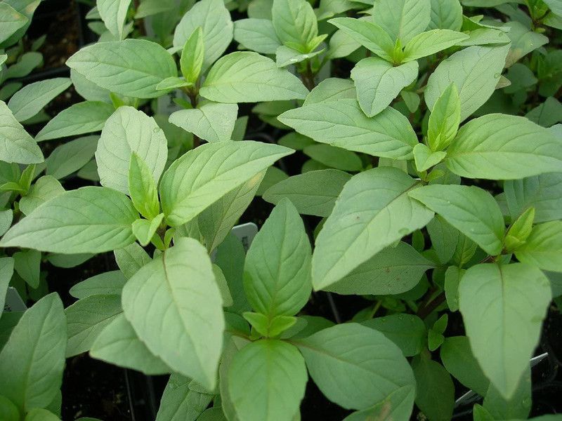 VibeX ® XXL-55 Basil Lime Garden Herb Seed  (1000 per packet)