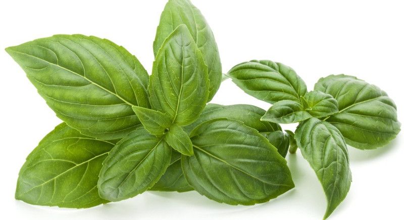 VibeX ® XXL-25 Spicy globe French basil Seed  (1000 per packet)