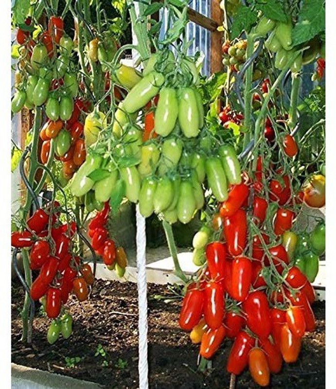 VibeX Tomato Seed  (250 per packet)