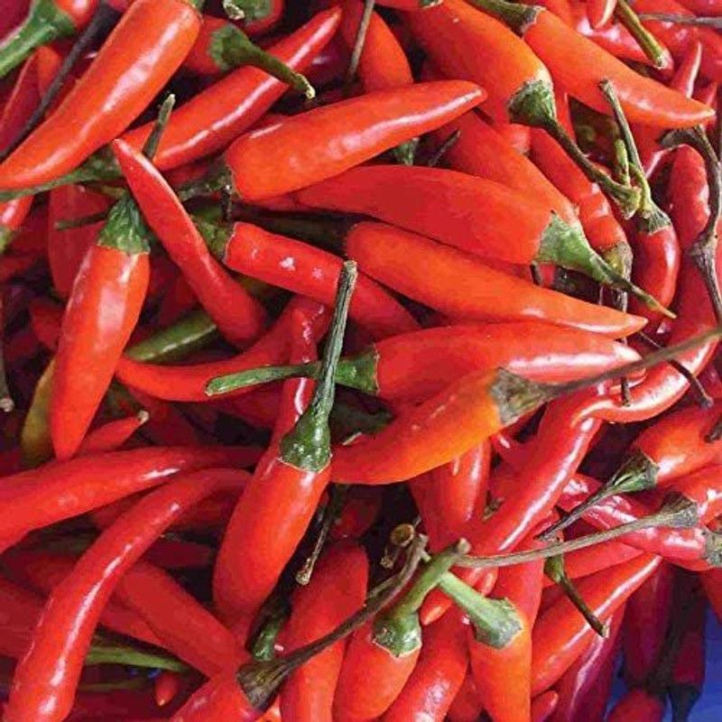 MKR Enterprises Chilli Seed  (770 per packet)