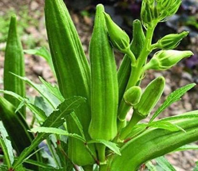 MKR Enterprises Lady Finger Seed  (750 per packet)