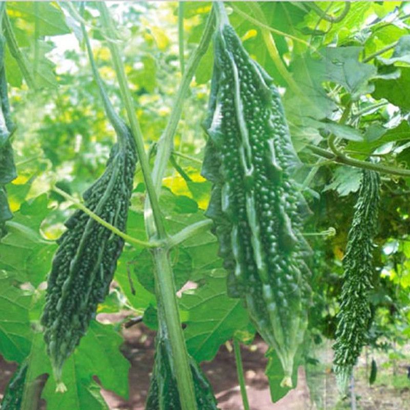 PLANTZON BitterGourd/Karela Seed  (45 per packet)