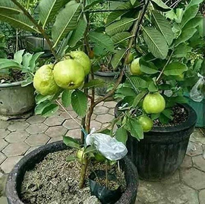 Thai Grafted Guava Plant  (Hybrid, Pack of 1)