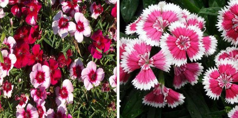 xcentax Dianthus seeds, Sweet William Mixed Seed Seed  (16 per packet)