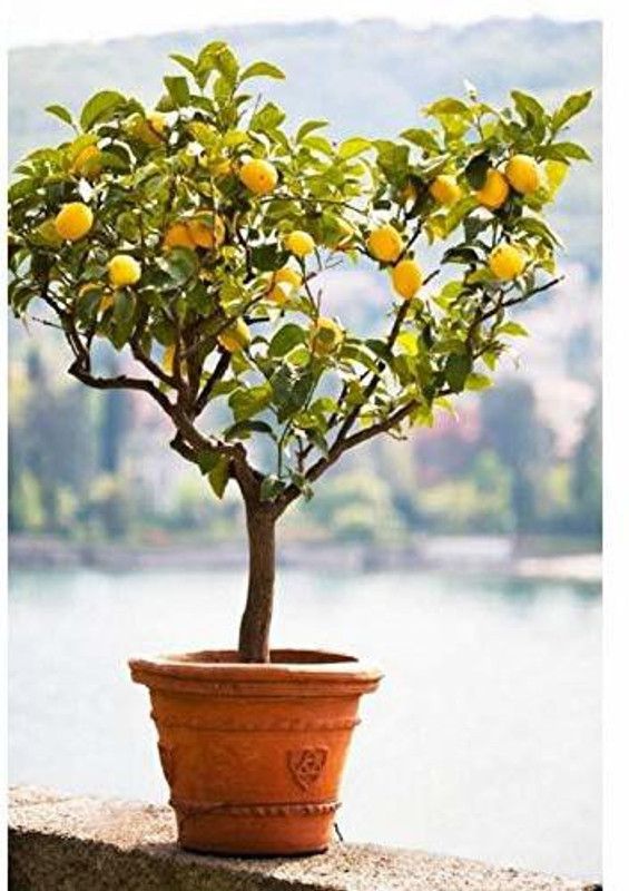 WILLVINE Tropical Fruit Meyer Lemon Dwarf Citrus Seed Seed  (50 per packet)
