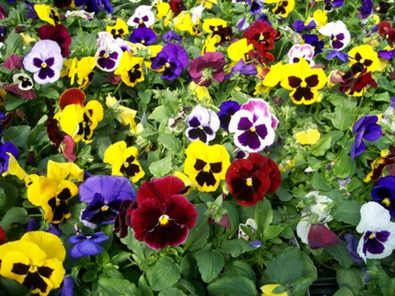 Paudha Pancy Flower Seed  (36 per packet)