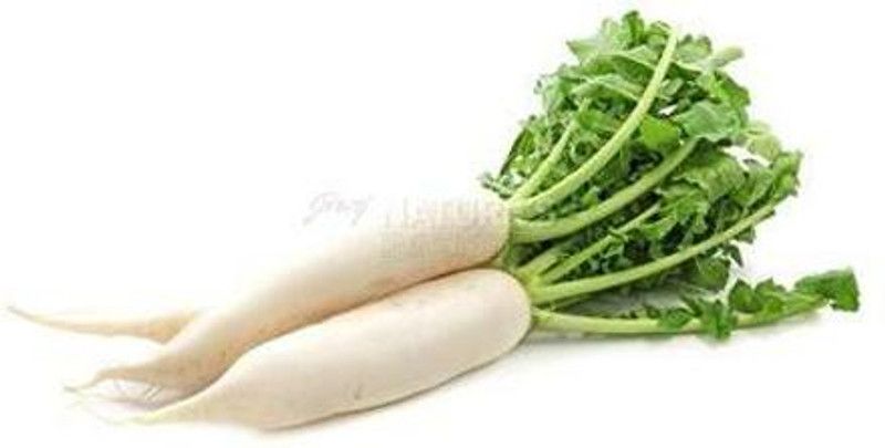 Mozette Organic Radish Seed  (38 per packet)