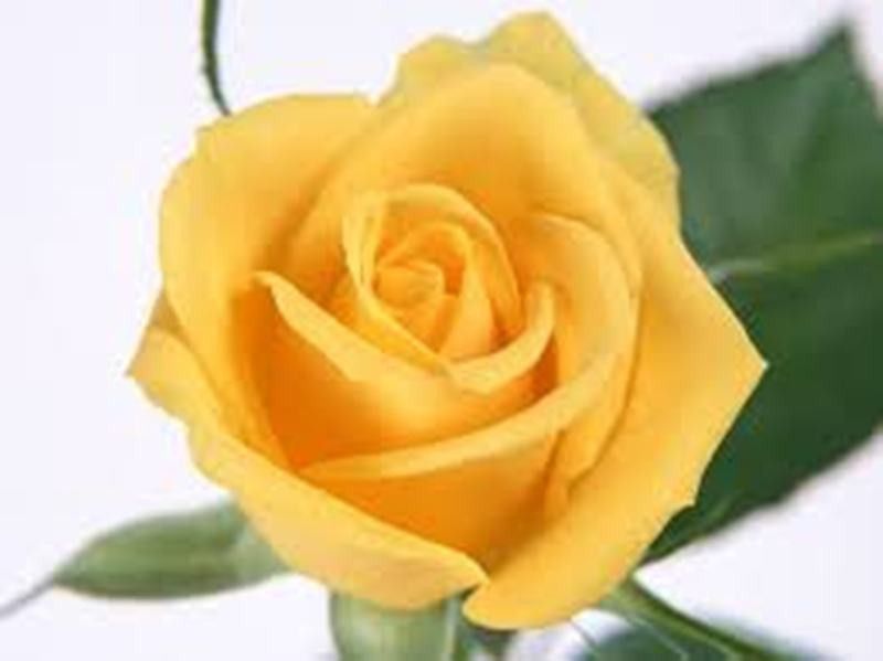 Nema Yellow Rose Flower Seeds - 50 Pcs Seed  (50 per packet)
