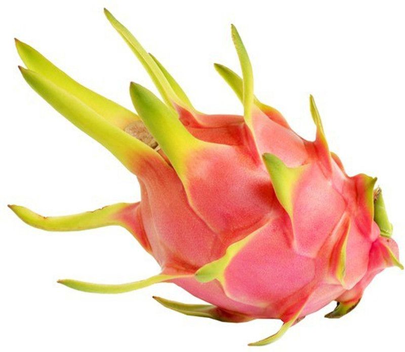 XOLDA Dragon Fruit Seed  (50 per packet)