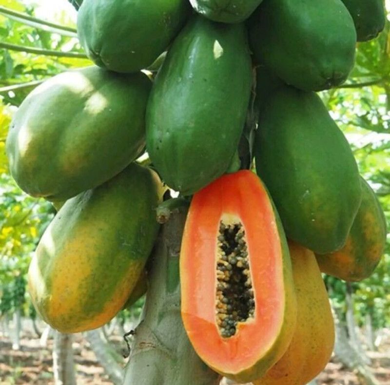 Mozette Papaya Hybrid Seed  (61 per packet)