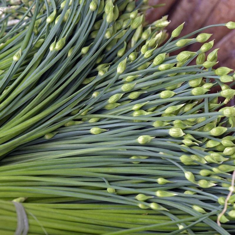 Nodoc Garlic chives Seed  (30 per packet)