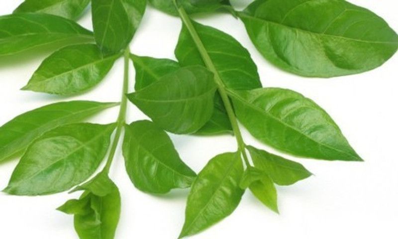 Paudha Mehendi henna leaves Seed  (24 per packet)