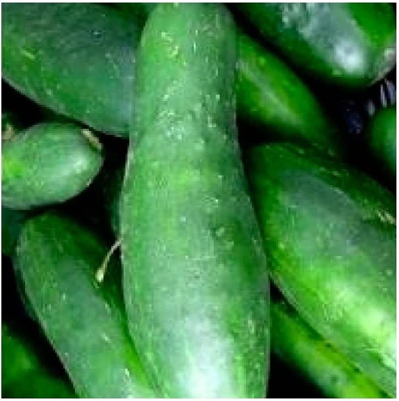 WILLVINE KGF -453 Ashley Cucumber Seeds , Non-GMO Seed  (200 per packet)