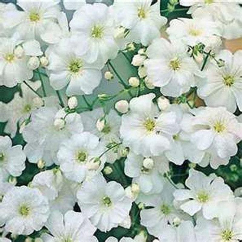 PMB Gypsophila flower Seed  (65 per packet)