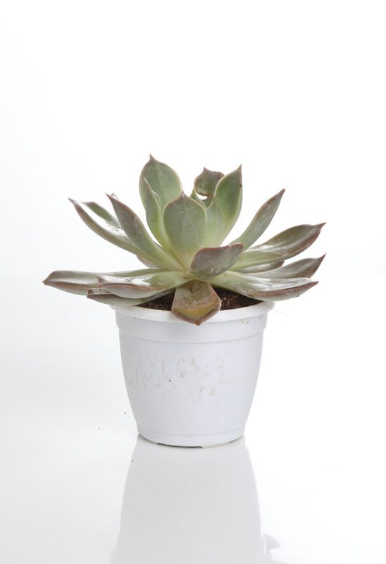 Indian Flora Echeveria Melaco Plant  (Pack of 1)