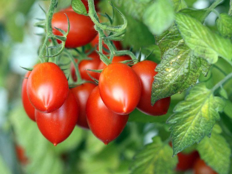 XOLDA Tomato roma Seed  (15 per packet)