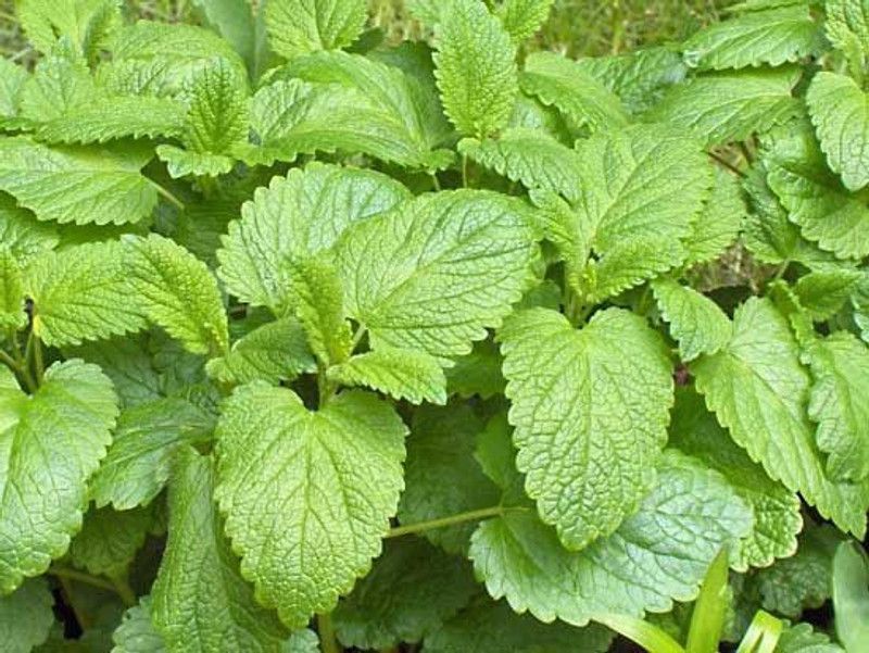 Nodoc Balm Mint Seed  (15 per packet)