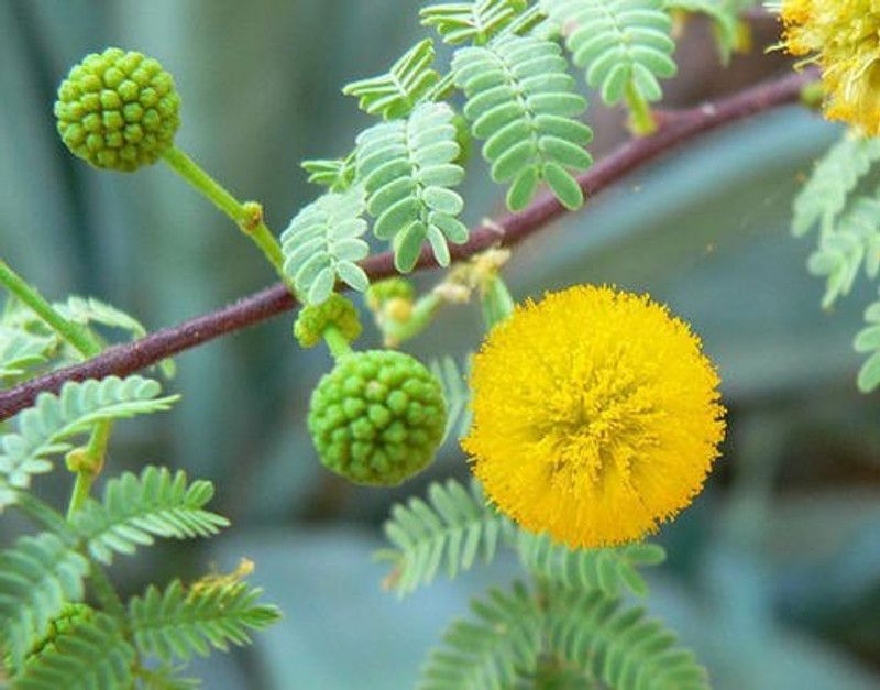SAGAR Babool Plant Seed  (320 per packet)