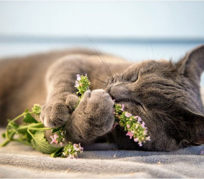 VibeX ® VLR-27 Catnip Cat Mint Catwort Catswort Seed  (1000 per packet)