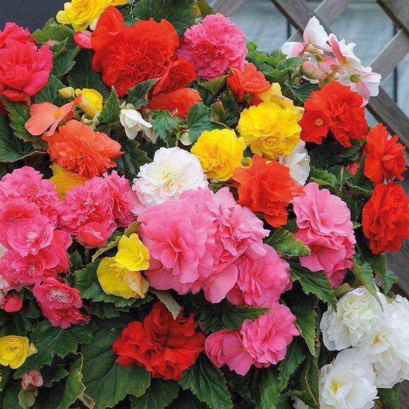 XOLDA Begonia Flower Seed  (30 per packet)
