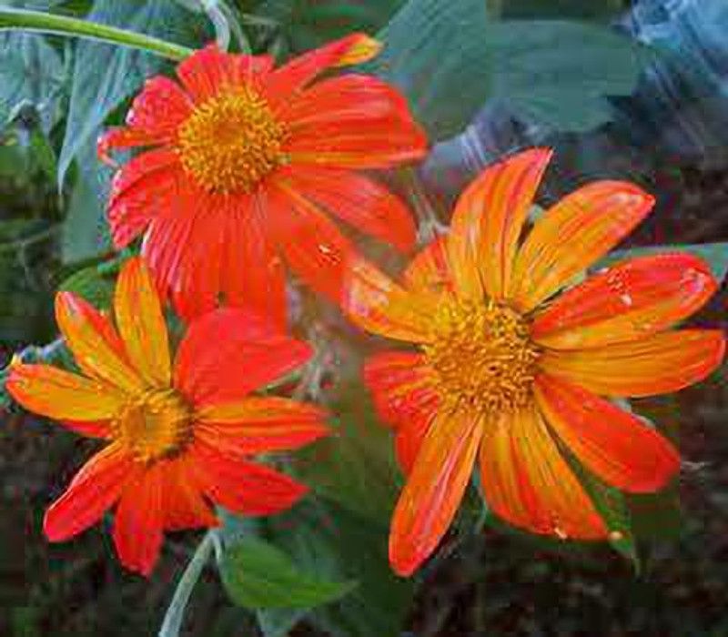 XOLDA Exotic tithonia Seed  (37 per packet)