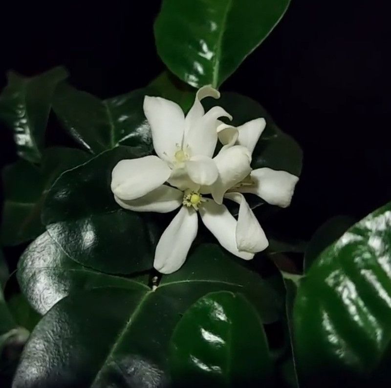 The Entacloo Murraya Paniculata Plant  (Hybrid, Pack of 1)