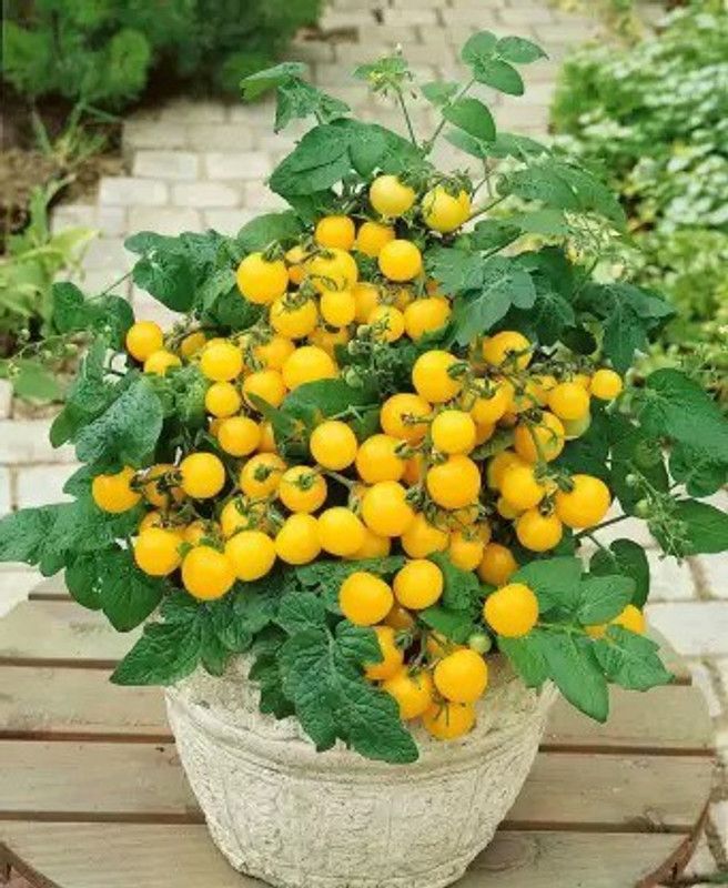 Aro Yellow Cherry Tomato, Tamatar Seed  (35 per packet)