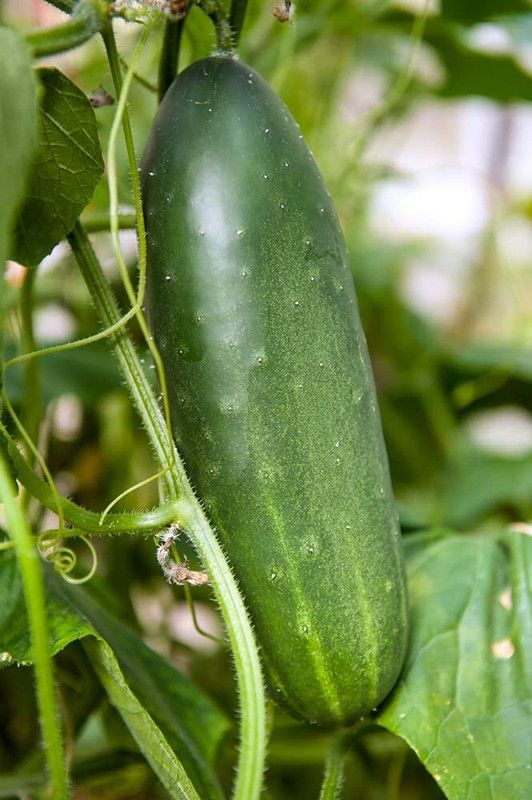 motrex American Cucumber Seeds for Planting Outdoors Home Garden Seed  (1000 per packet)