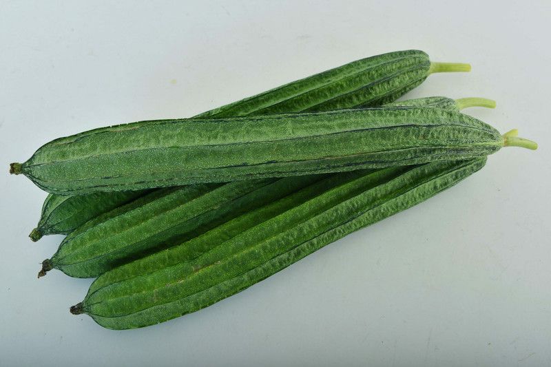 UGRA Sponge Gourd: EARLY MOON Seed  (500 per packet)