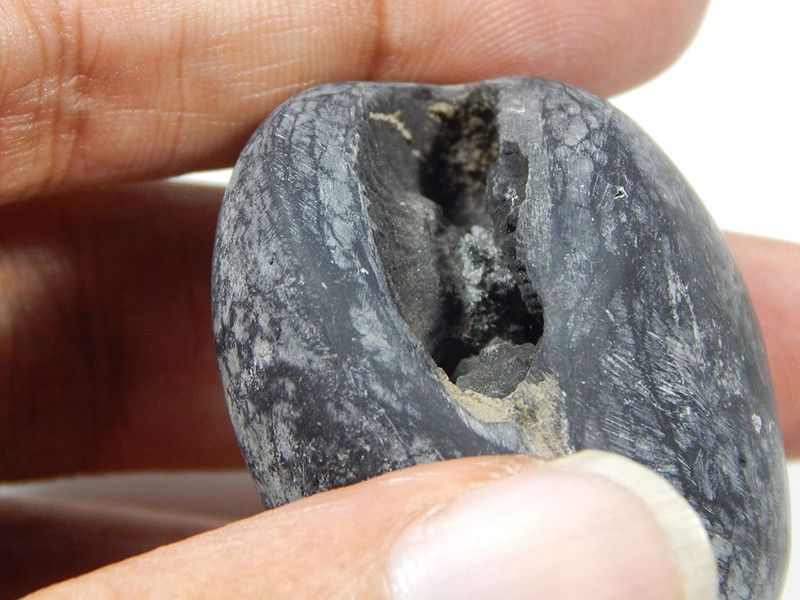 hoseki Adwaitya Dashavatar Shaligram Nepal Kali Gandaki stone Regular Asymmetrical Crystal Stone  (White 1 Pieces)