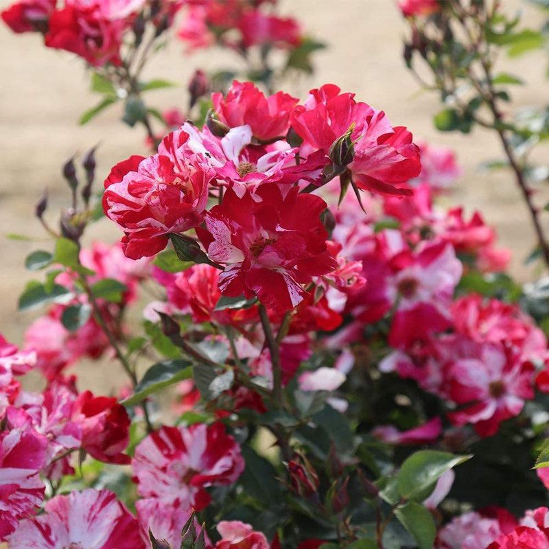 VibeX XLL-52 - Multi Colored Climbing Rose - (100 Seeds) Seed  (100 per packet)