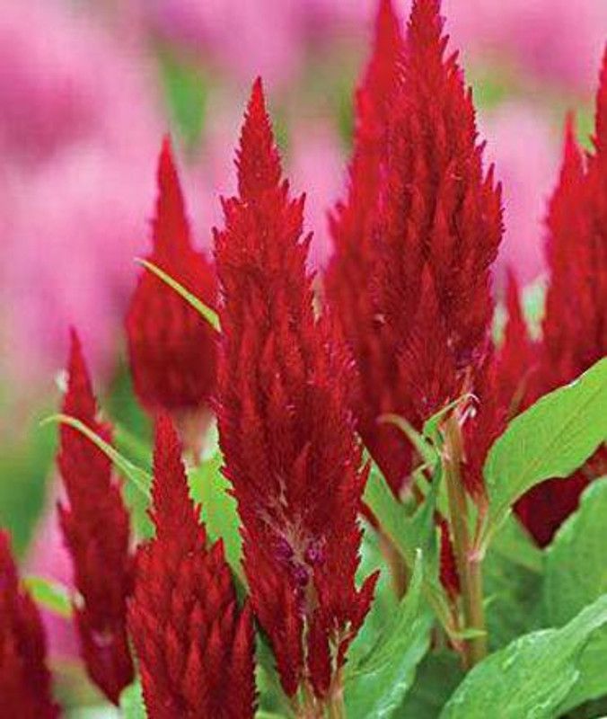 CYBEXIS Celosia Forest Fire Seeds Seed  (50 per packet)