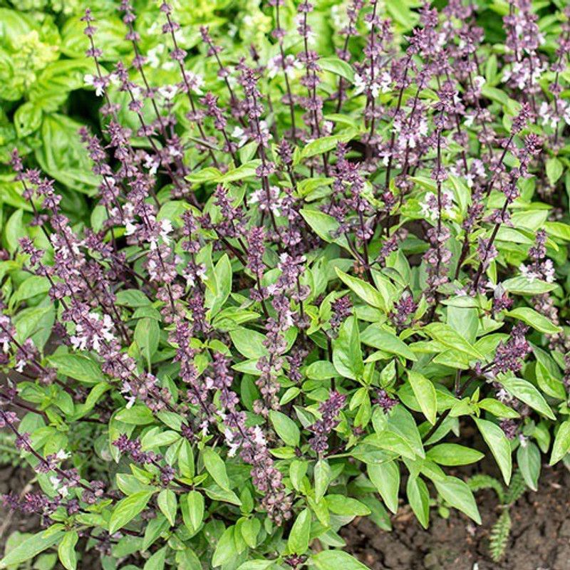 WILLVINE PUAS-3 Ocimum bascilicum Thai Basil 'Queenette' Seed  (2000 per packet)