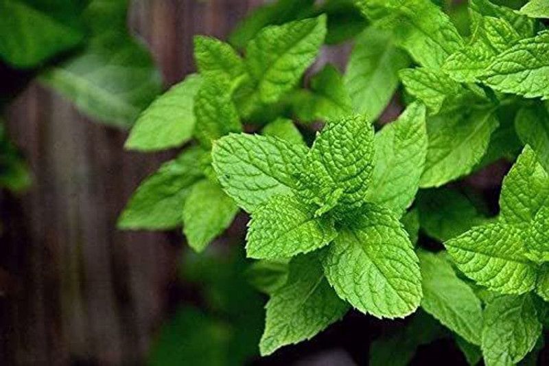 KANAYA Pudina/Mint Hebrs Seed  (25 per packet)