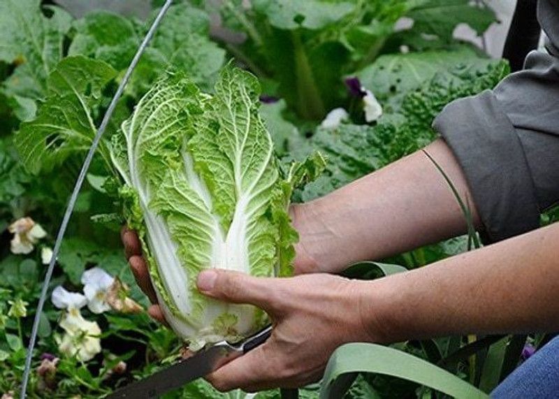 XOLDA Hybrid Chinese Cabbage Seed  (74 per packet)