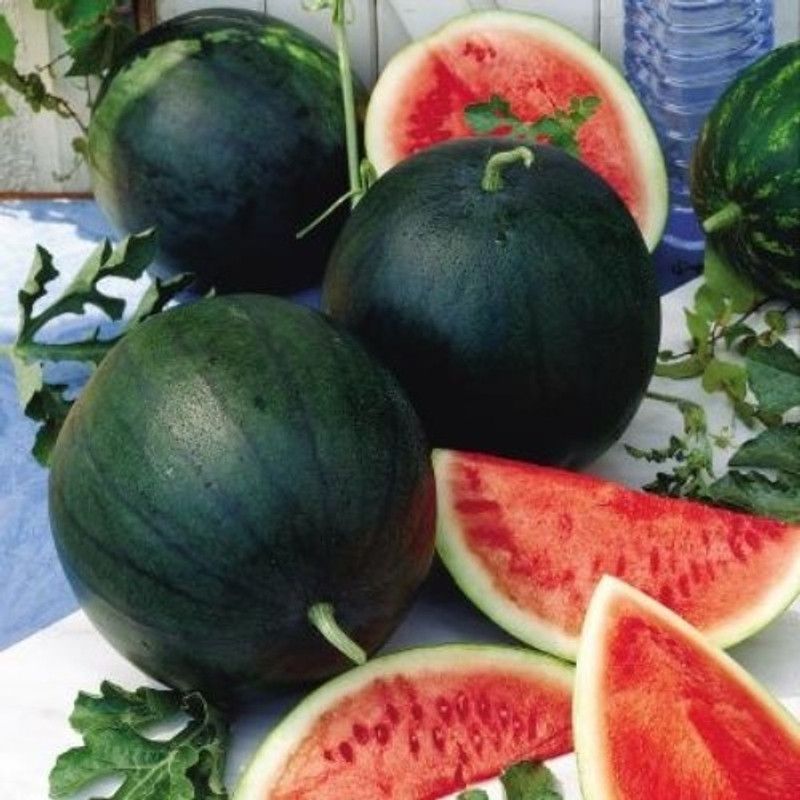 SAGAR Watermelon Seed  (300 per packet)