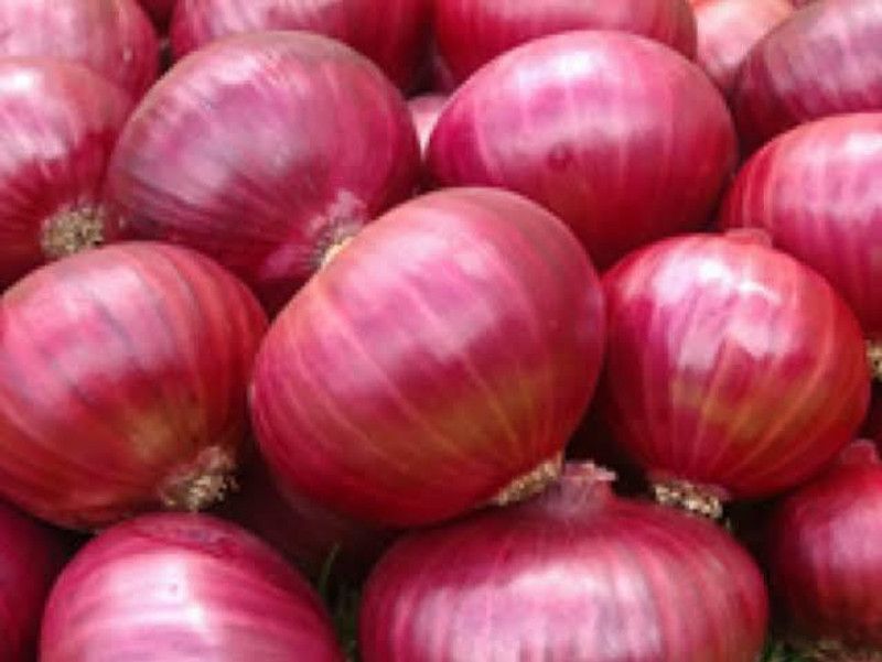 XOLDA Hybrid Onian Seed  (54 per packet)